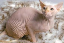 THIS cat has NO fur!
